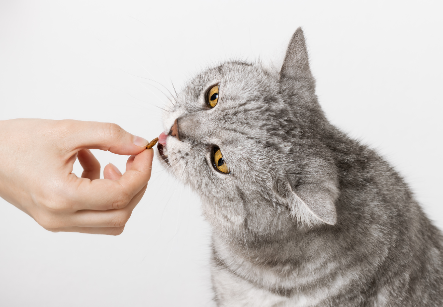 la mejor comida para gatos